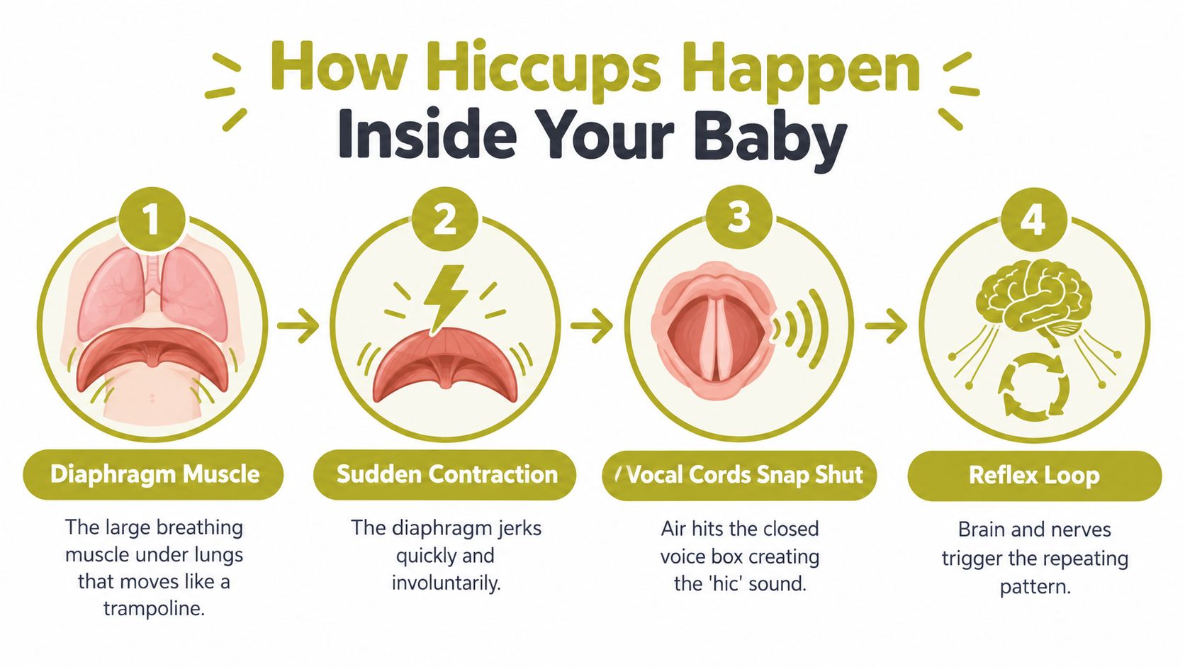 A four-step infographic explaining the biological process behind how babies get hiccups via involuntary diaphragm contractions.